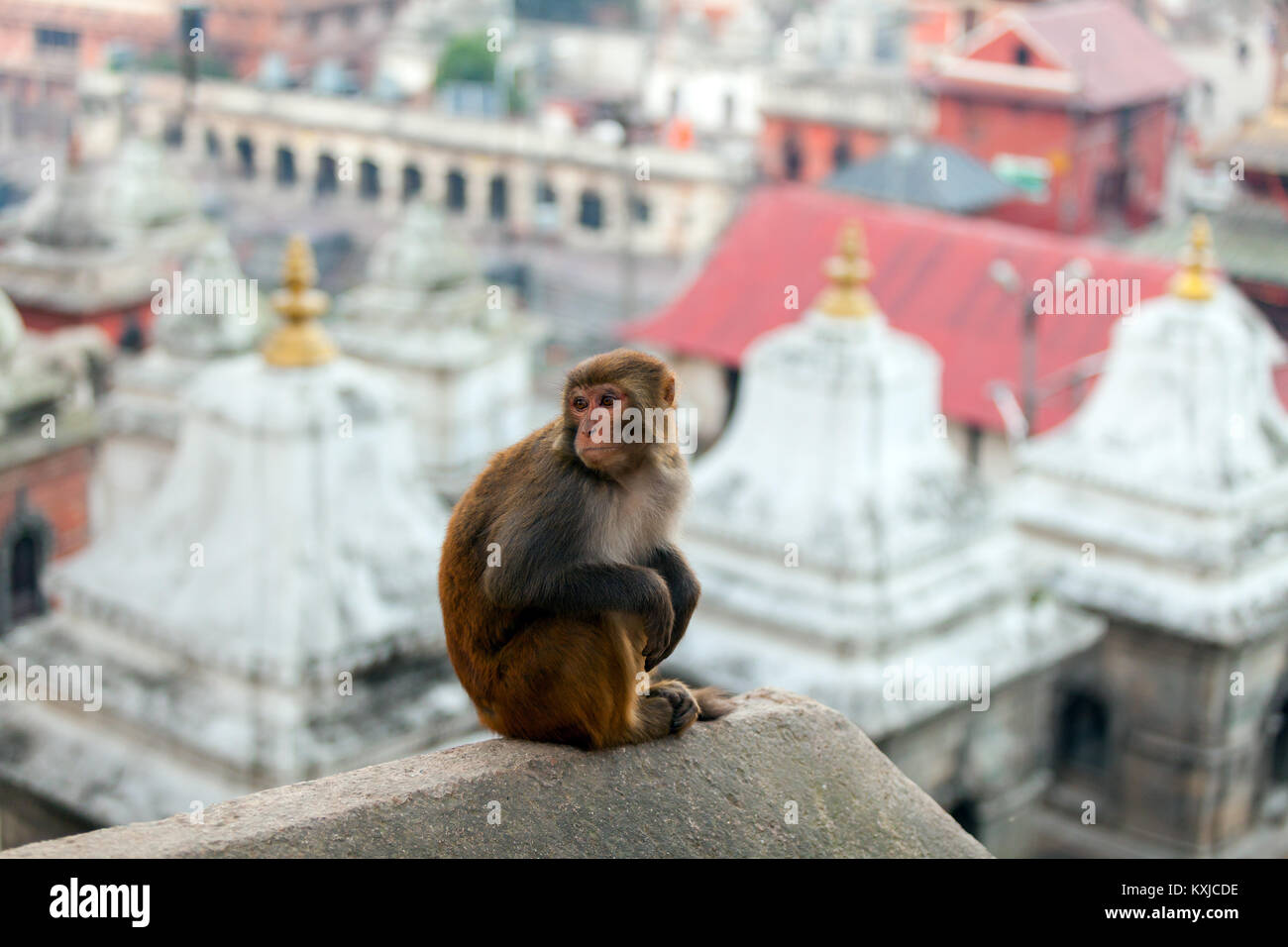 Bhasmeshvar Ghat an Pashupatinath Tempel und Bagmati Fluss in Kathmandu, Nepal. Stockfoto