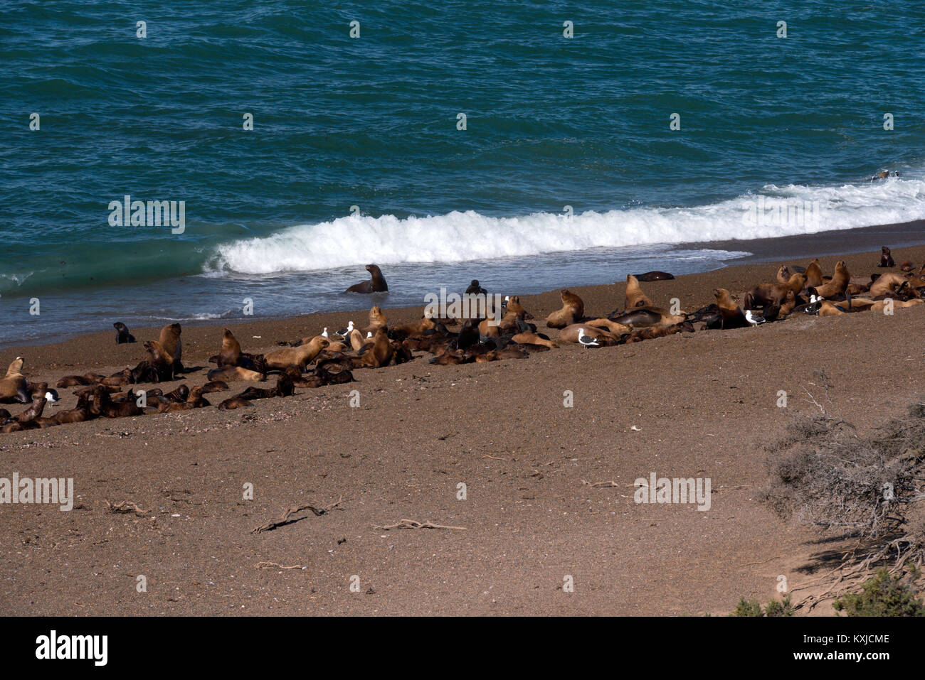 Eine Kolonie von Seelöwen, Peninsula Valdes, Argentinien Stockfoto
