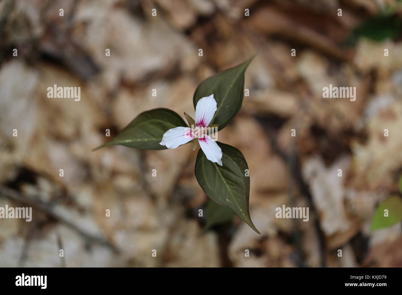 Malte Trillium Trillium undulatum [], Wald Frühling wildflower. Stockfoto