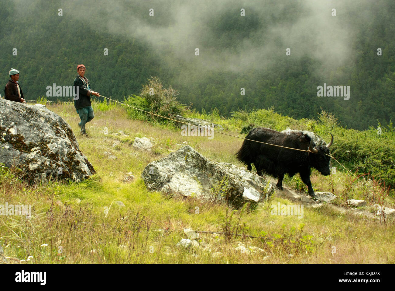 Wild Yak im Langtang, Nepal. Stockfoto