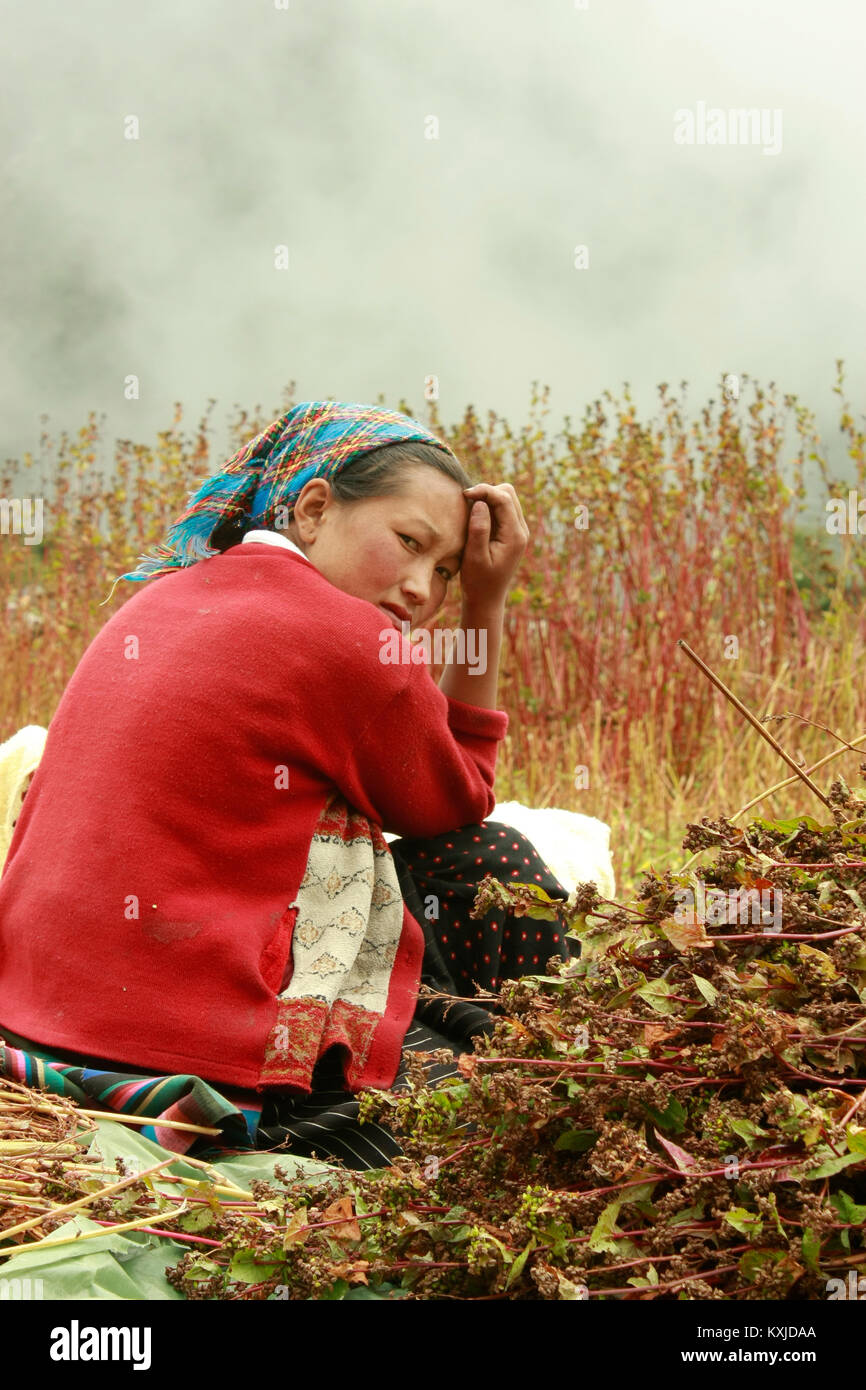 Eine Frau ruht während der Ernte Buchweizen in Langtang, Nepal. Stockfoto