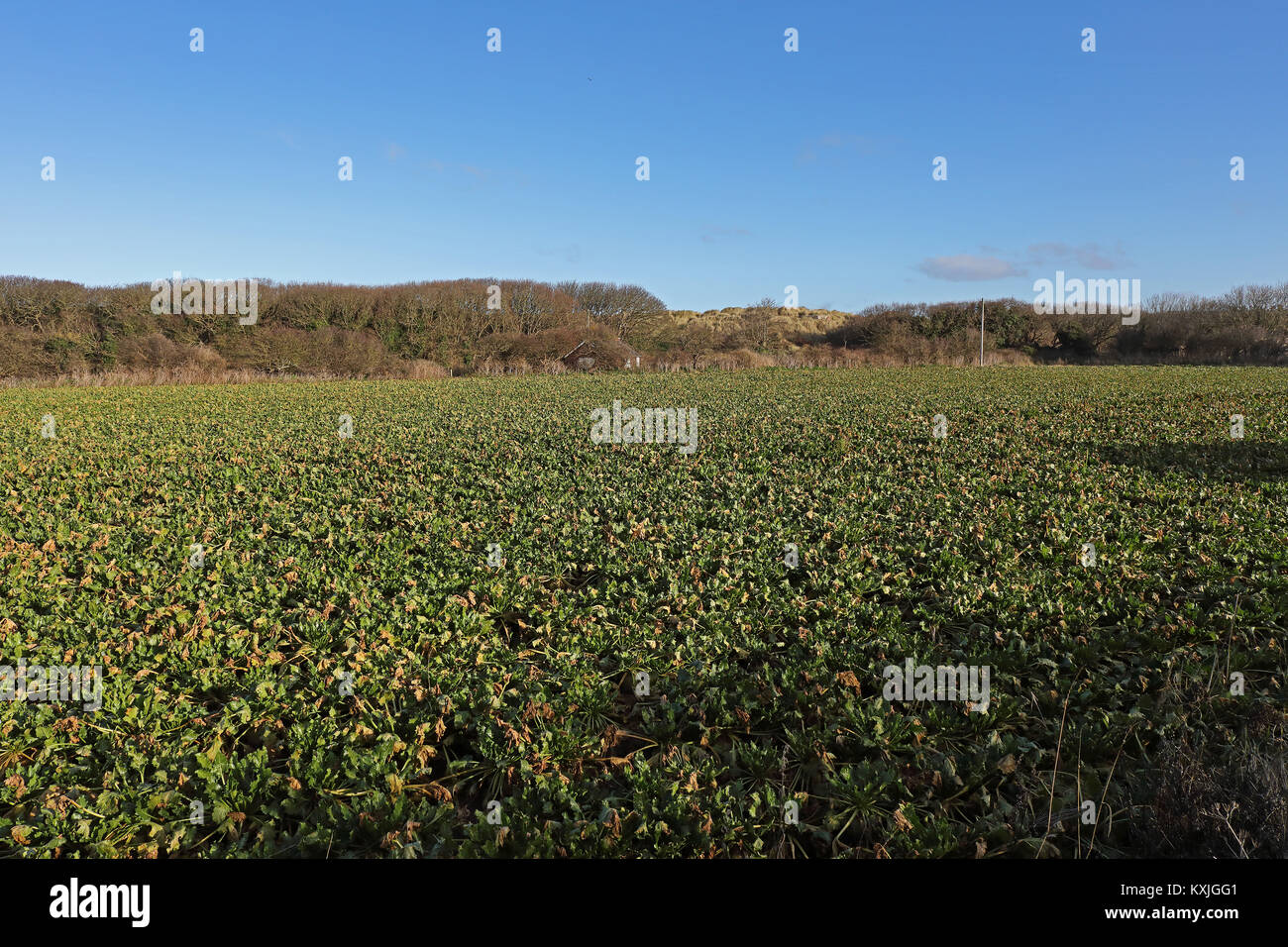Blick über Feld der Zuckerrüben an die in den Küstenzonen Sanddünen Waxham, Norfolk, Großbritannien Januar Stockfoto