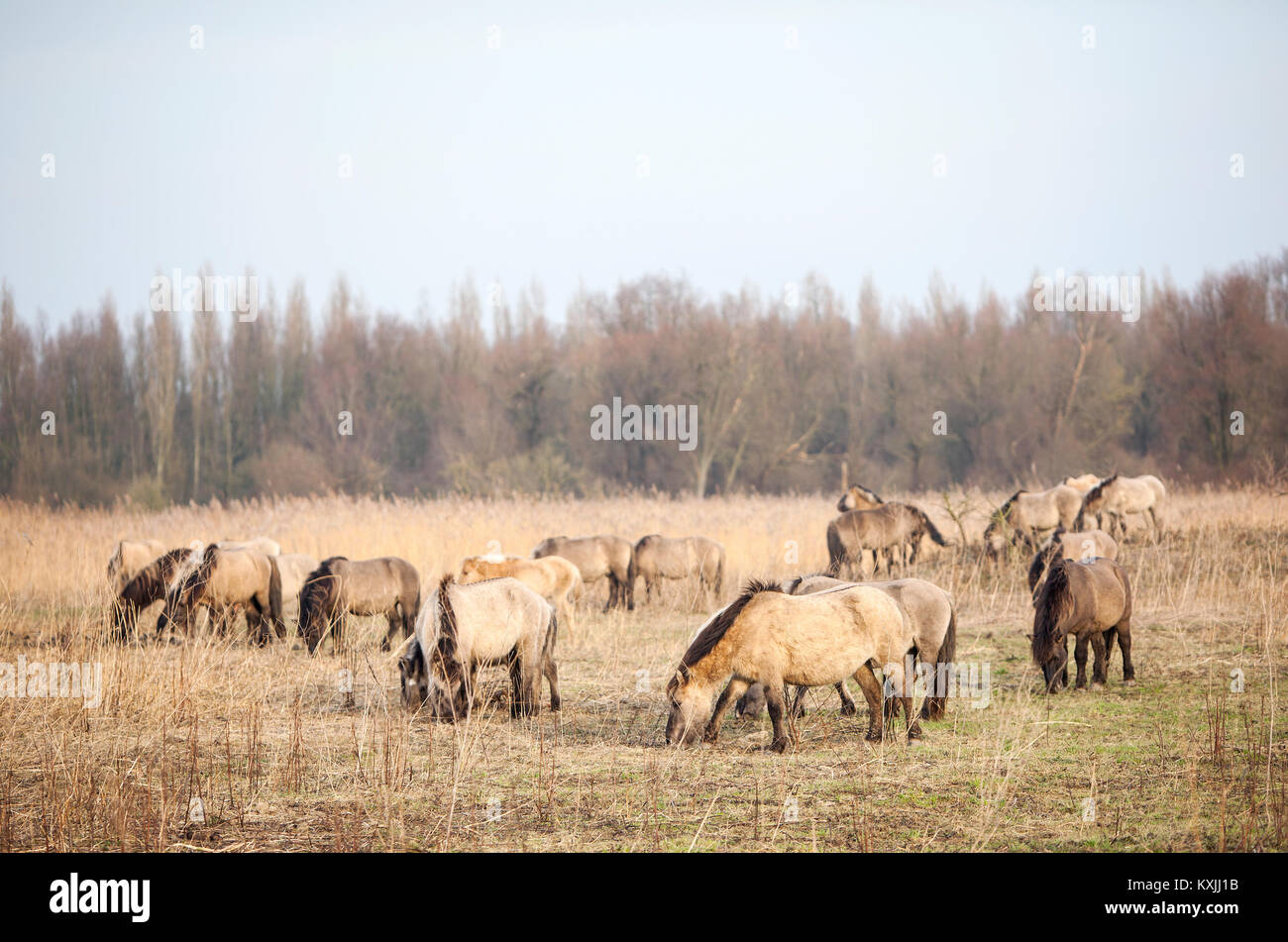 Herde von konik Pferde in oostvaarders Plassen in den Niederlanden Stockfoto