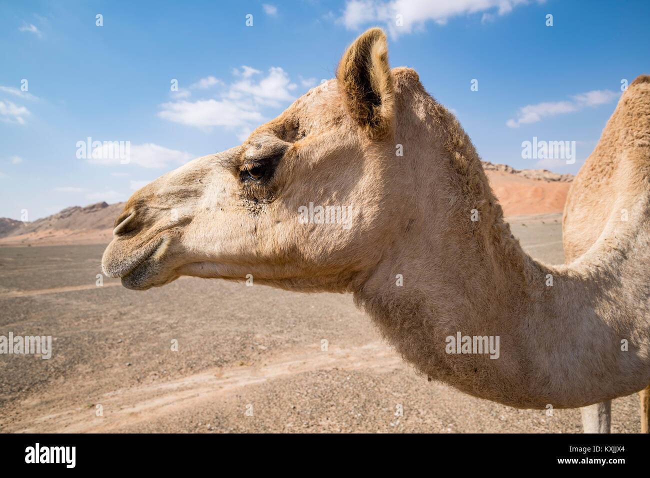 Nahaufnahme des Kamelkopfes in der Wüste Stockfoto