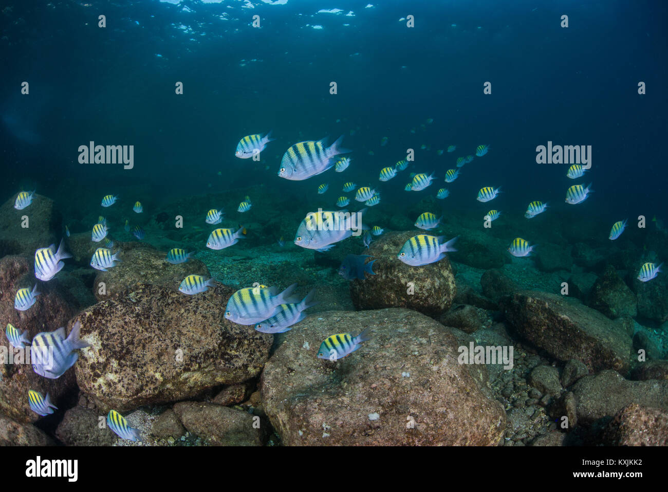 Fisch im Ozean, Isla Espiritu Santo, La Paz, Baja California Sur, Mexiko Stockfoto