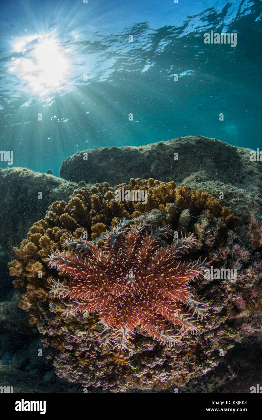 Crown-of-Dornen Starfish, La Paz, Baja California Sur, Mexiko Stockfoto