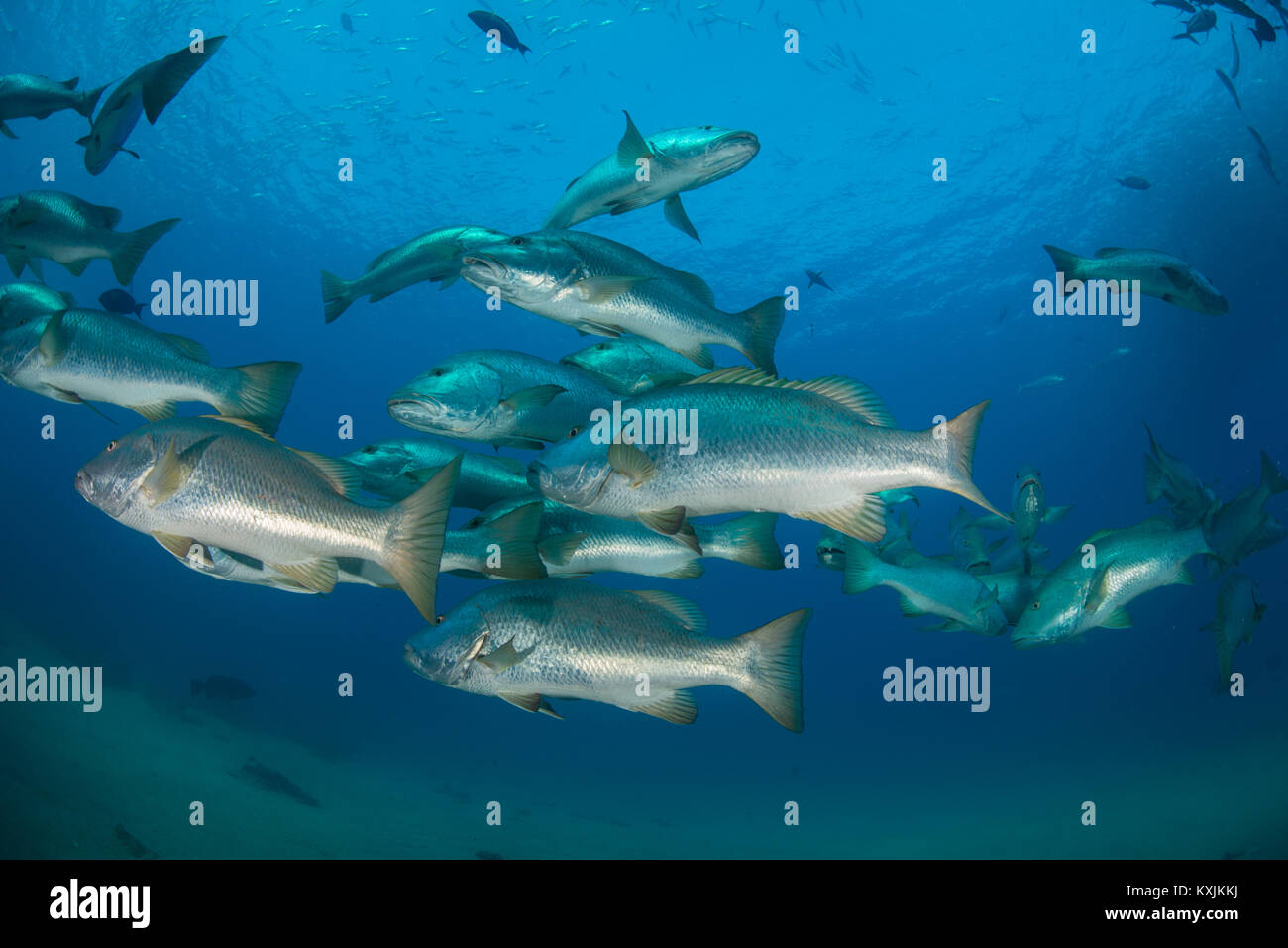 Snapper im Ozean, Punta Baja, Baja California, Mexiko Stockfoto