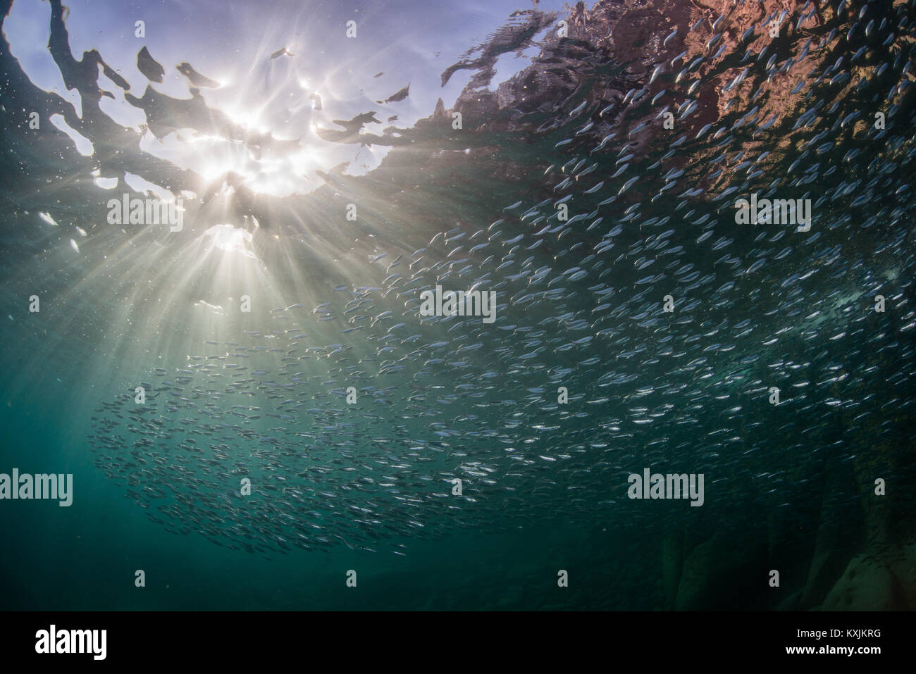 Sardinen in Ozean, La Paz, Baja California Sur, Mexiko Stockfoto