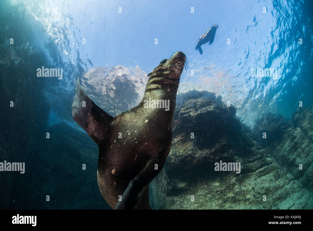 Verspielte Seelöwen, La Paz, Baja California Sur, Mexiko Stockfoto