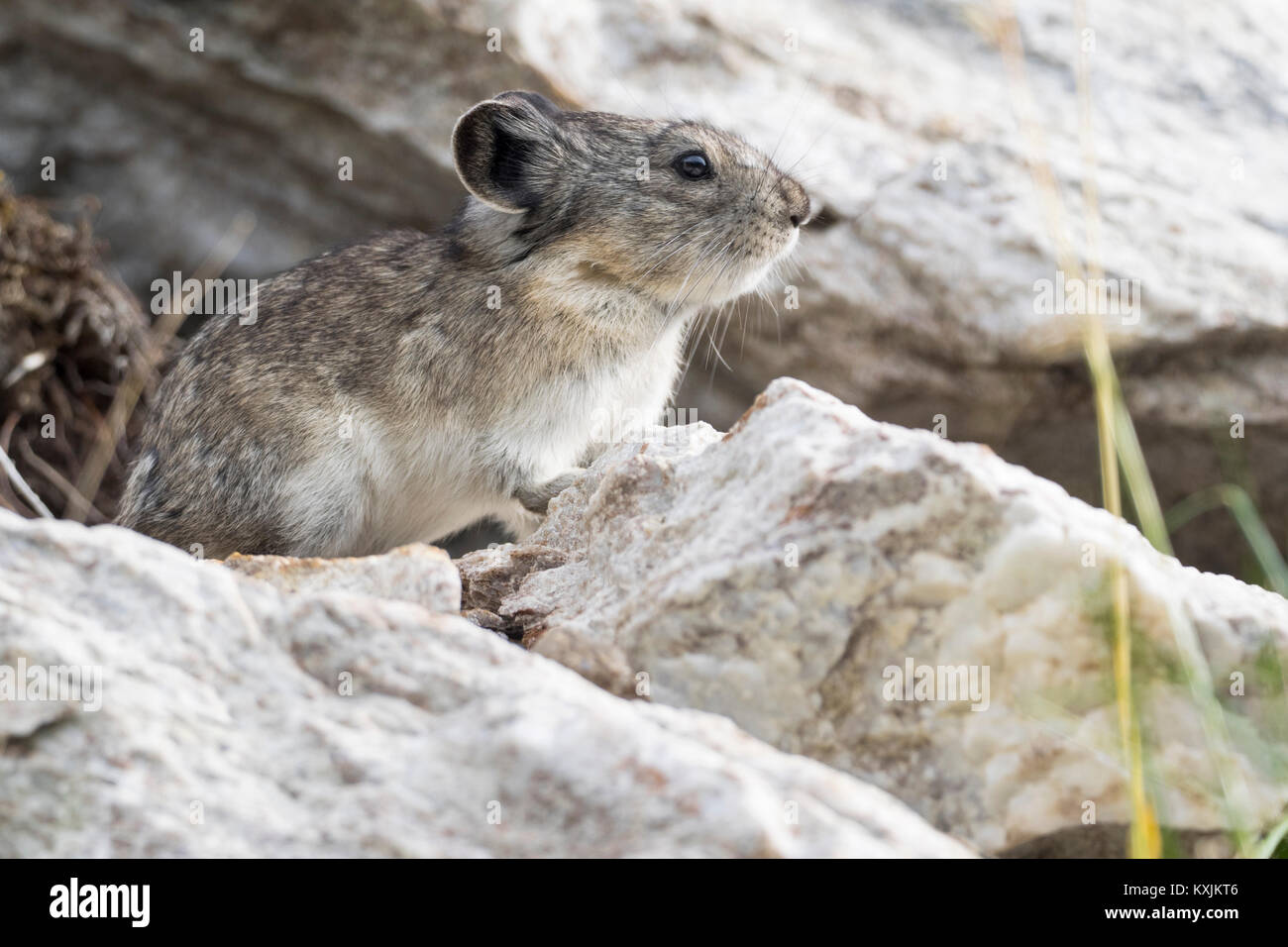 Collared pika (Ochotona collaris), Nahaufnahme, Denali Nationalpark, McKinley Park, Alaska, USA, Nordamerika Stockfoto