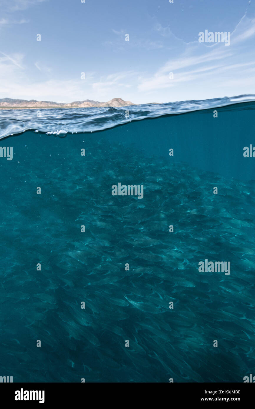 Unterwasser- und über Ansicht der Schwimmschule von Jack Fisch im blauen Meer, Baja California, Mexiko Stockfoto