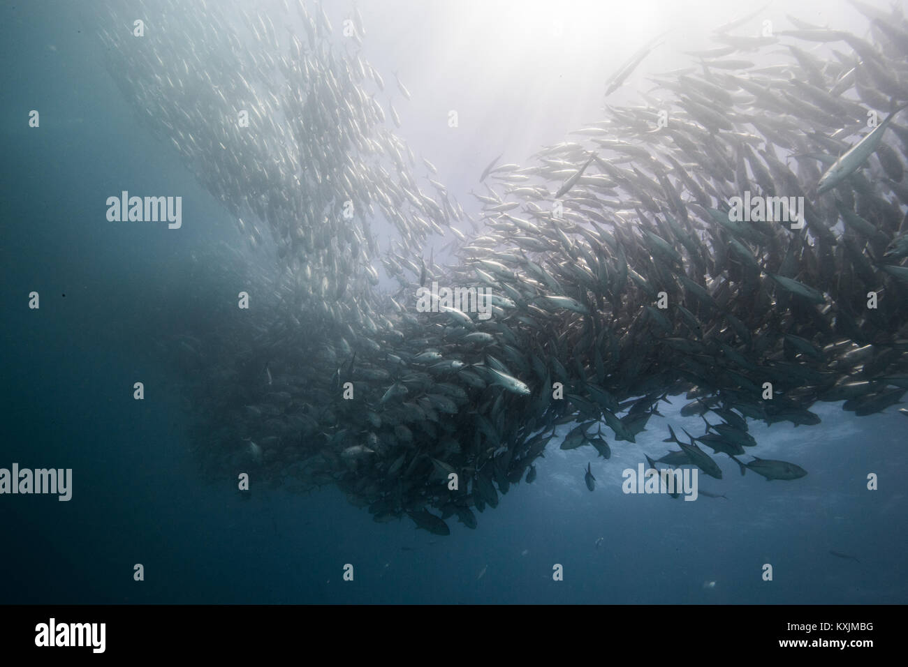 Unterwasseransicht der wirbelnden Jack Fisch shoal im Blue Sea, Baja California, Mexiko Stockfoto