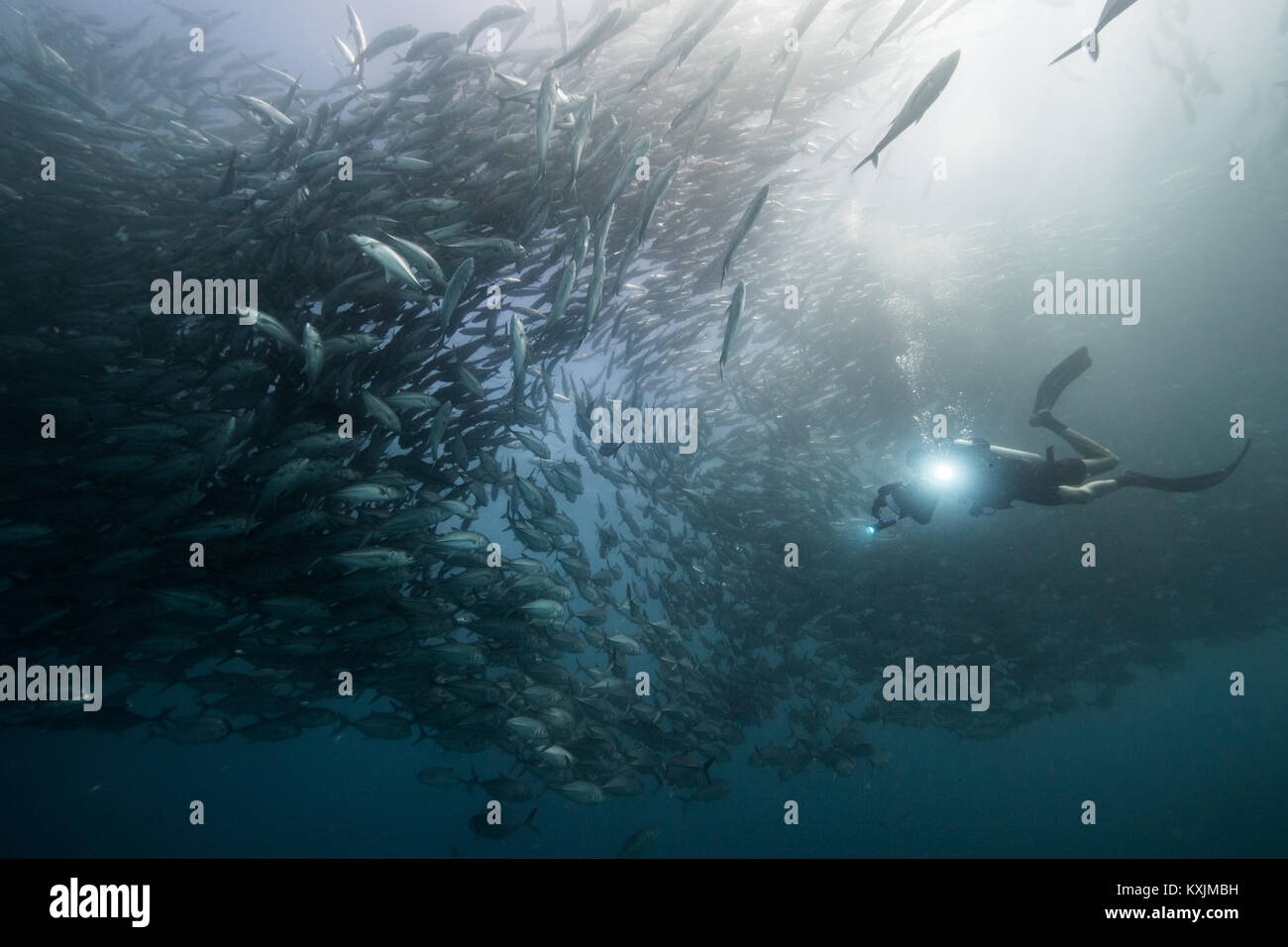 Unterwasseransicht des Scuba Diver tauchen unter shoaling Jack Fisch im blauen Meer, Baja California, Mexiko Stockfoto