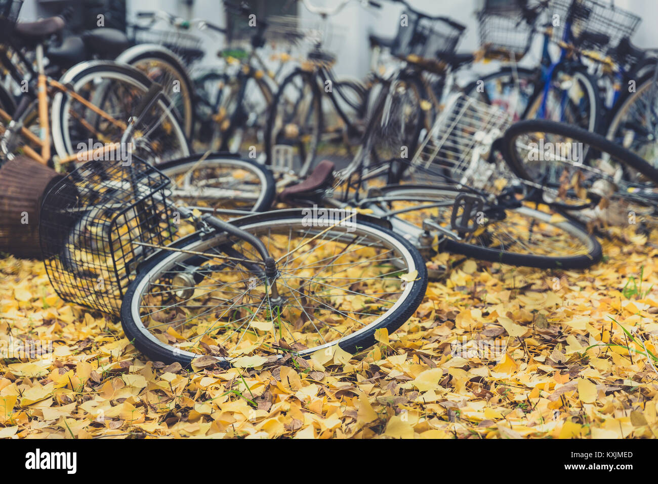 Alte verlassene Fahrräder lassen im Fahrrad Park in Japan Herbst Stockfoto