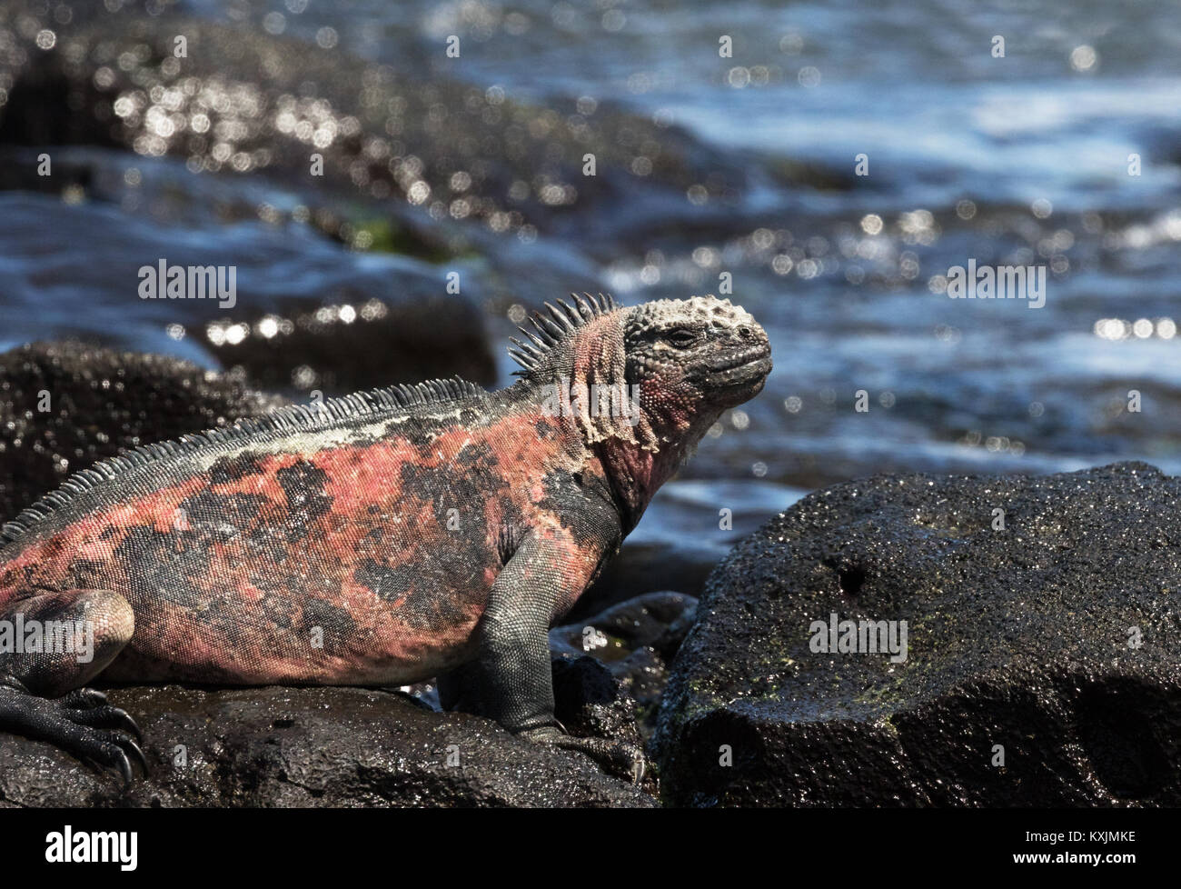 Marine iguana, oder Galapagos Marine iguana, erwachsenen Mann, (Amblyrhynchus cristatus), Espanola Island, Galapagos Inseln Ecuador Südamerika Stockfoto