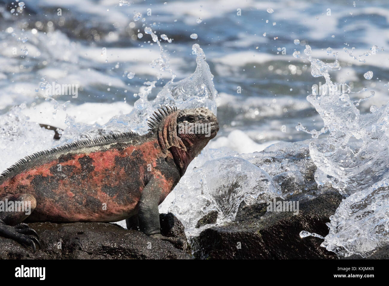 Marine iguana, oder Galapagos Marine iguana, erwachsenen Mann, (Amblyrhynchus cristatus), Espanola Island, Galapagos Inseln Ecuador Südamerika Stockfoto