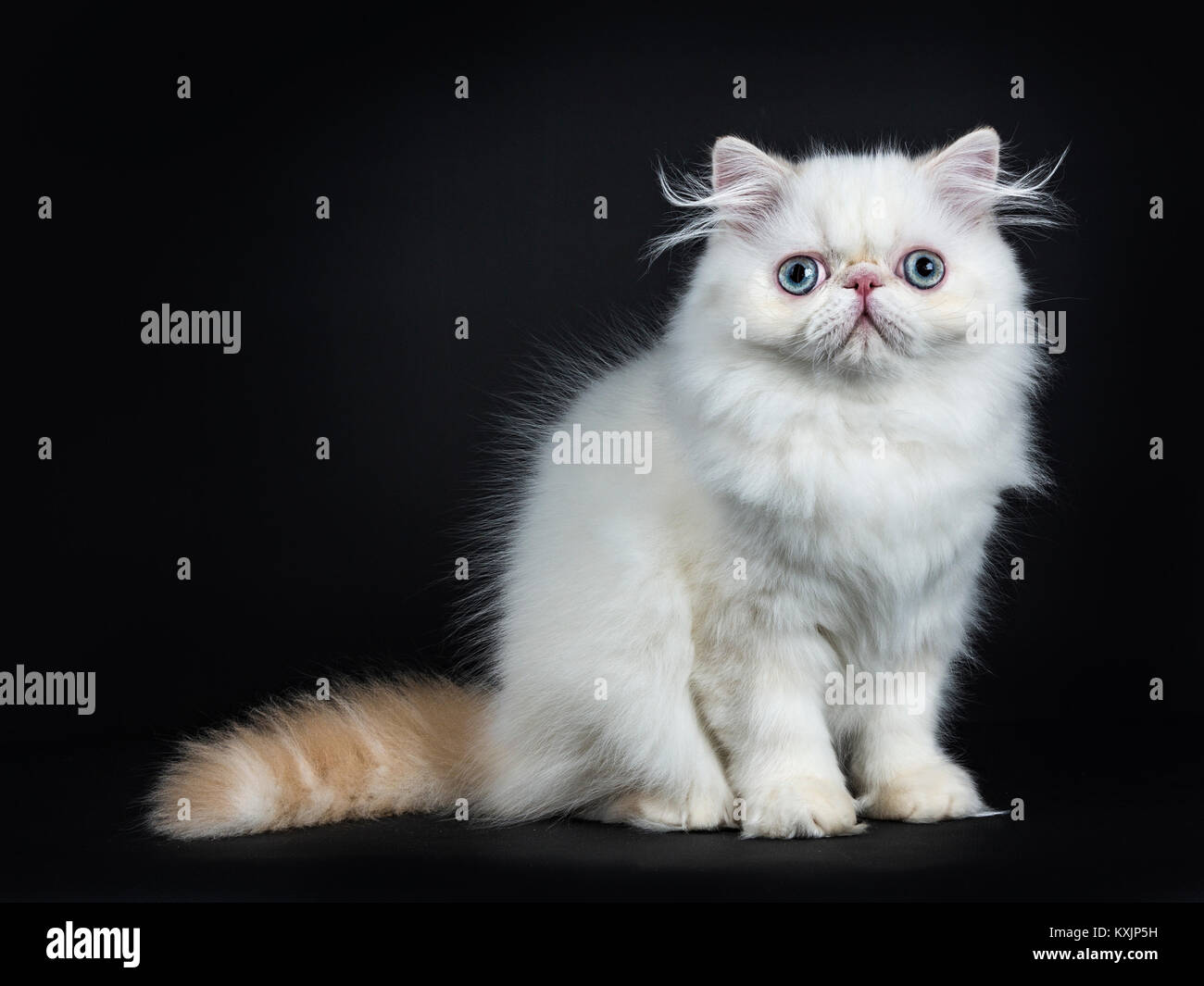 Persische Katzen/Kätzchen saß gerade nach oben seitlich auf schwarzen Hintergrund direkt in der Kamera Stockfoto