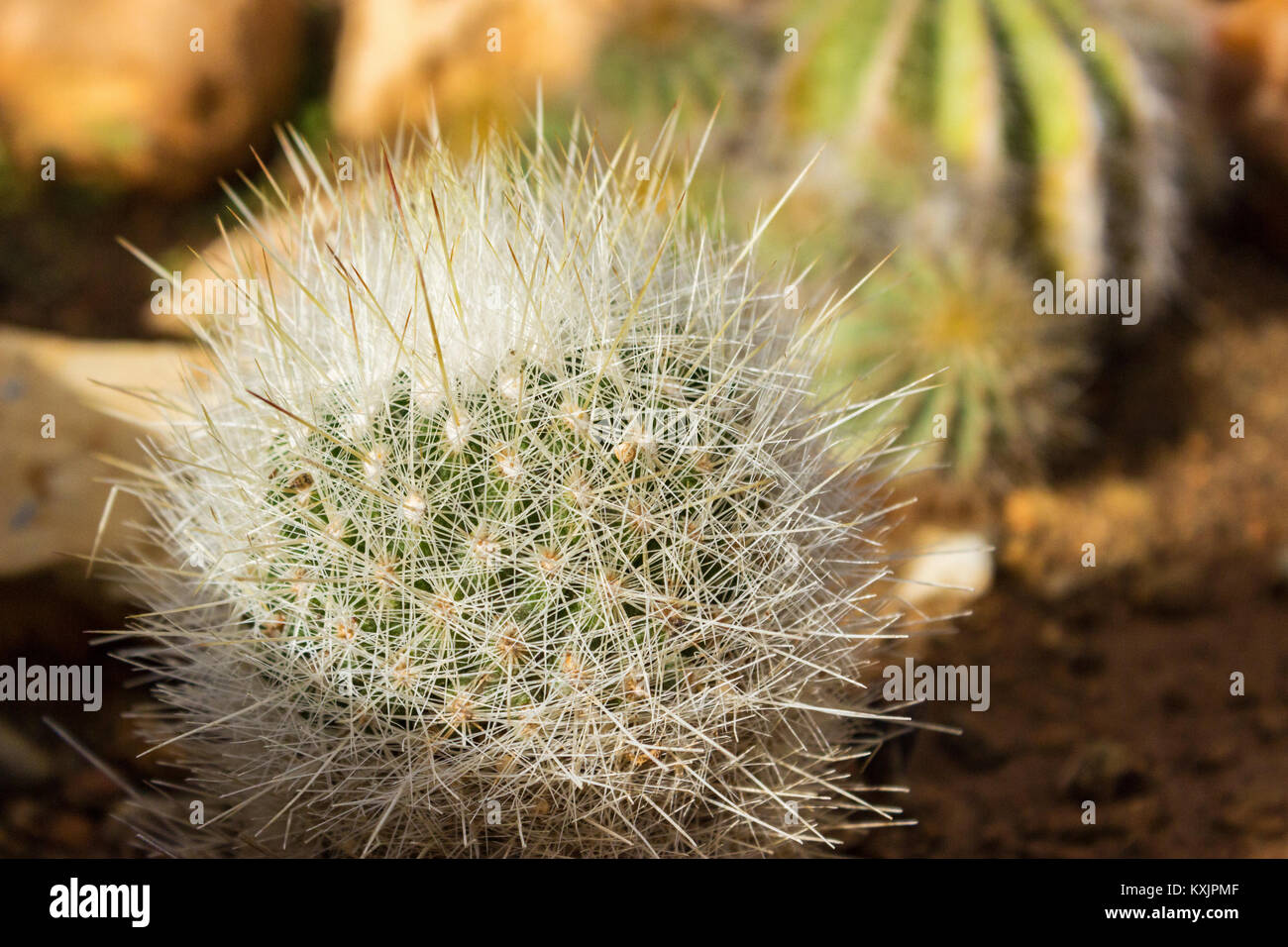 Cactus gepflanzt im Boden, bis Schuß schließen Stockfoto