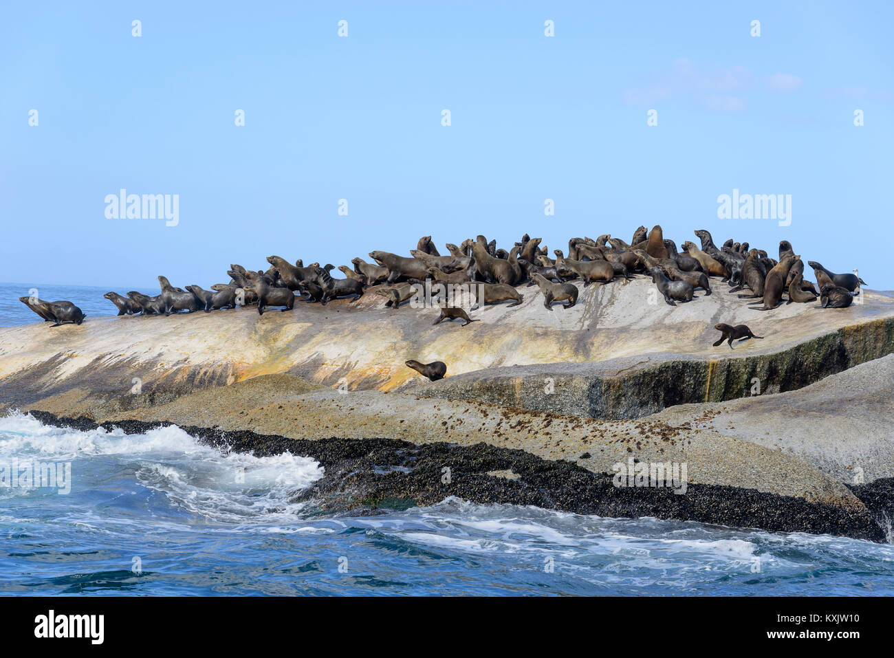 South African fur Seal, Kolonie von Dichtungen auf der Klippe, Arctocephalus pusillus pusillus, False Bay, Simons Town, South Afrika, Indischer Ozean Stockfoto