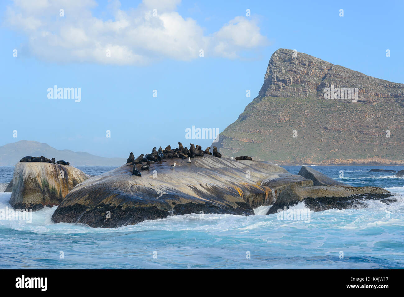 South African fur Seal, Kolonie von Dichtungen auf der Klippe, Arctocephalus pusillus pusillus, False Bay, Simons Town, South Afrika, Indischer Ozean Stockfoto