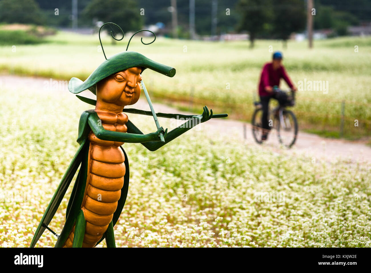 Buchweizen Feld mit seinem besonderen weißen Blüten mit Grasshopper Skulptur in Gyeongju, North Gyeongsang Provinz, Südkorea. Stockfoto