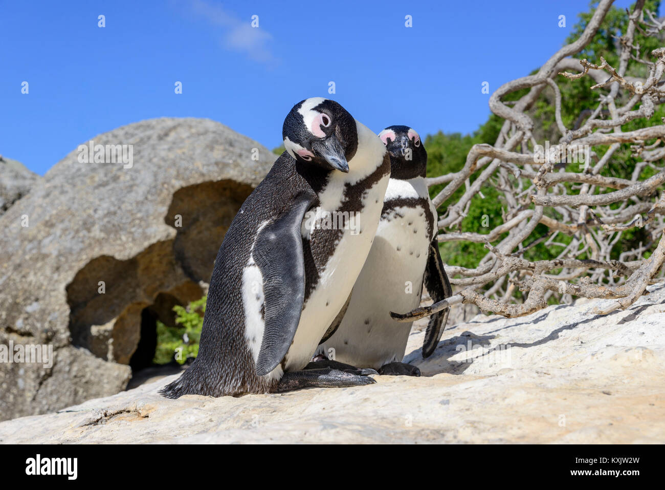 African Penguin, Spheniscus demersus, Boulders Beach oder Boulders Bay, Simons Town, South Afrika, Indischer Ozean Stockfoto