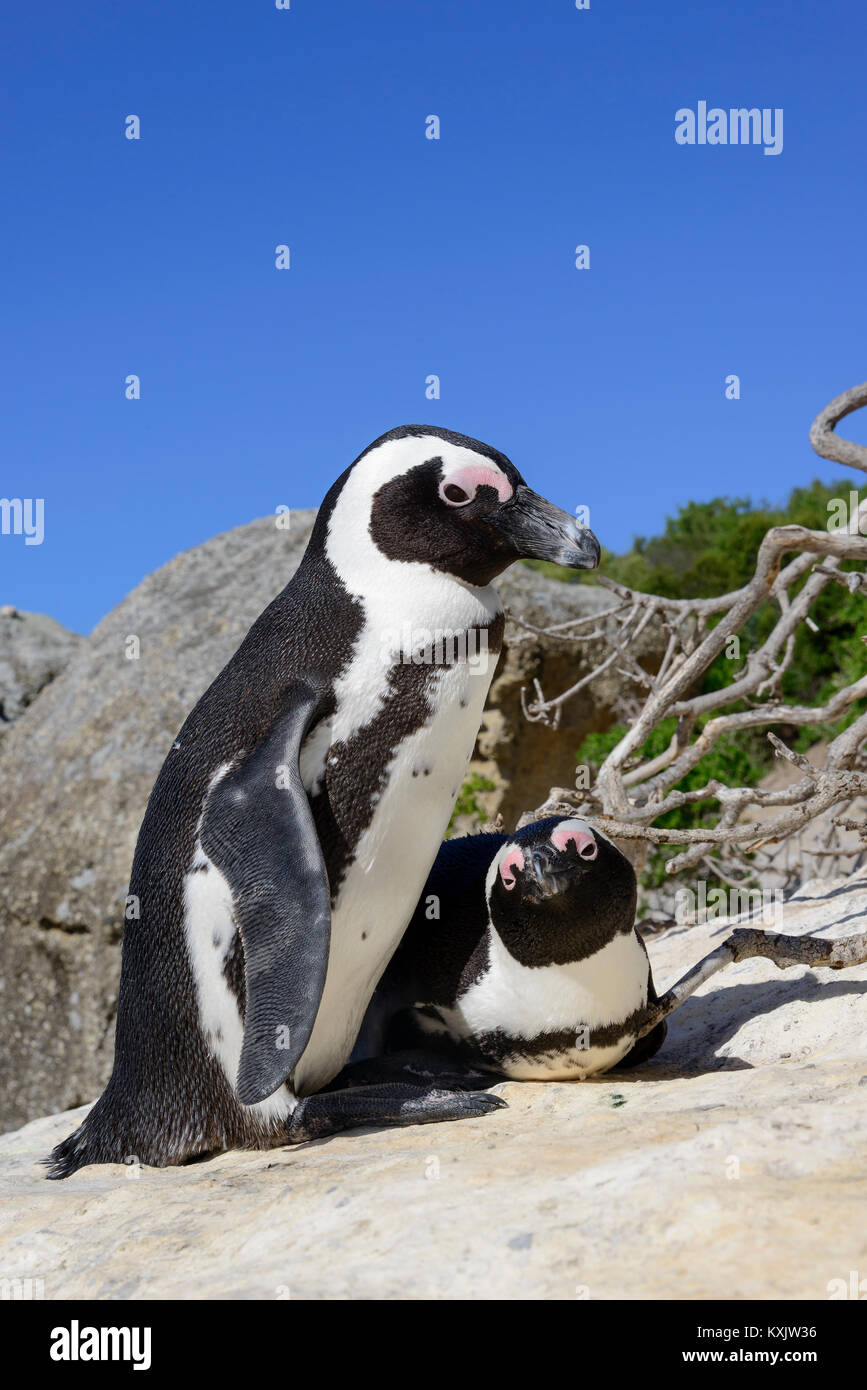 African Penguin, Spheniscus demersus, Boulders Beach oder Boulders Bay, Simons Town, South Afrika, Indischer Ozean Stockfoto