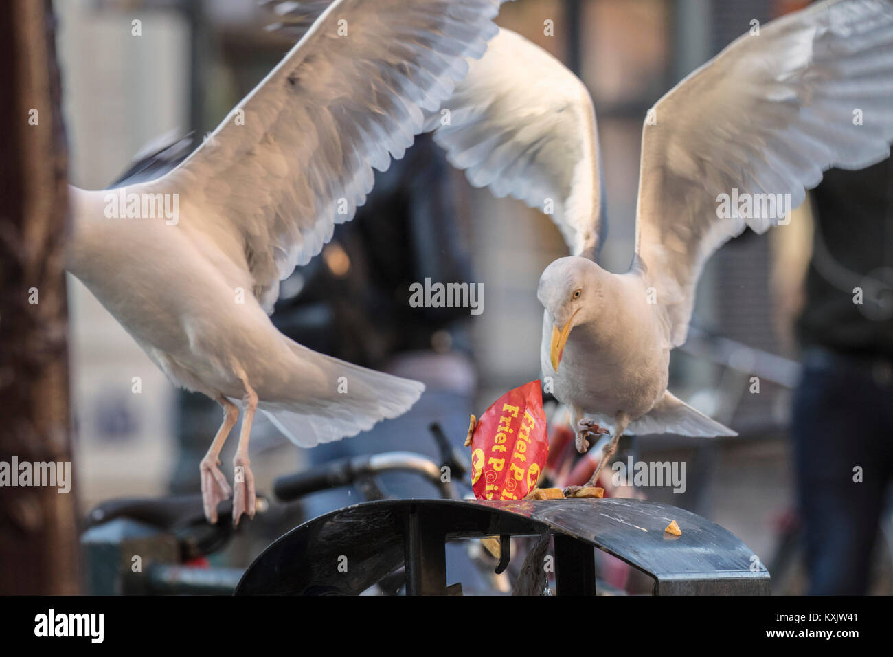 Die Niederlande, Amsterdam, Europäischen Silbermöwe (Larus argentatus) auf der Suche nach Essen im Müll. Urban Nature. Stockfoto
