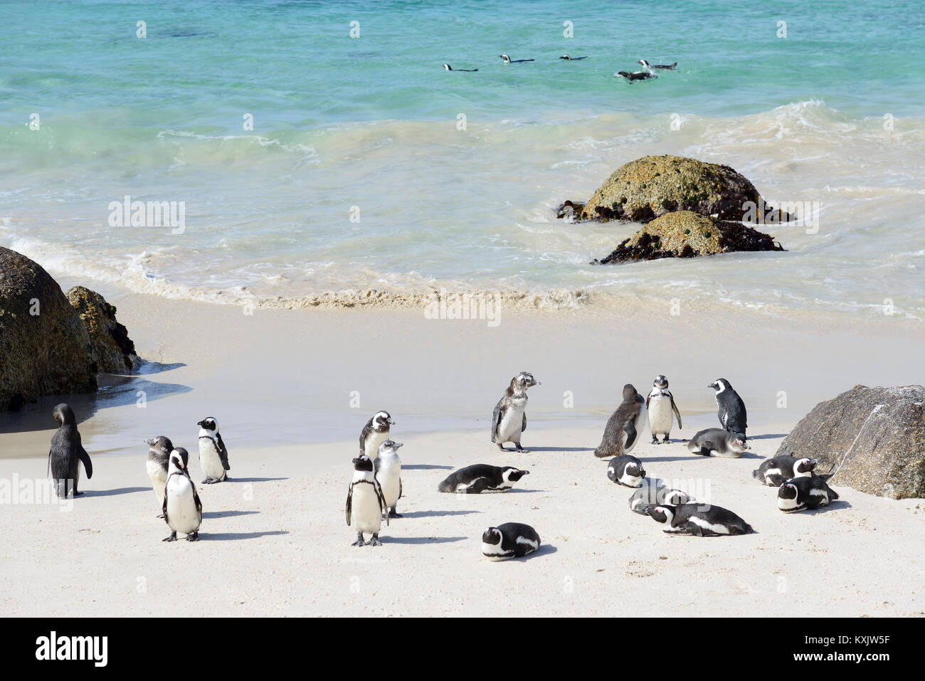 Kolonie afrikanischer Pinguine Spheniscus demersus, Boulders Beach oder Boulders Bay, Simons Town, South Afrika, Indischer Ozean Stockfoto