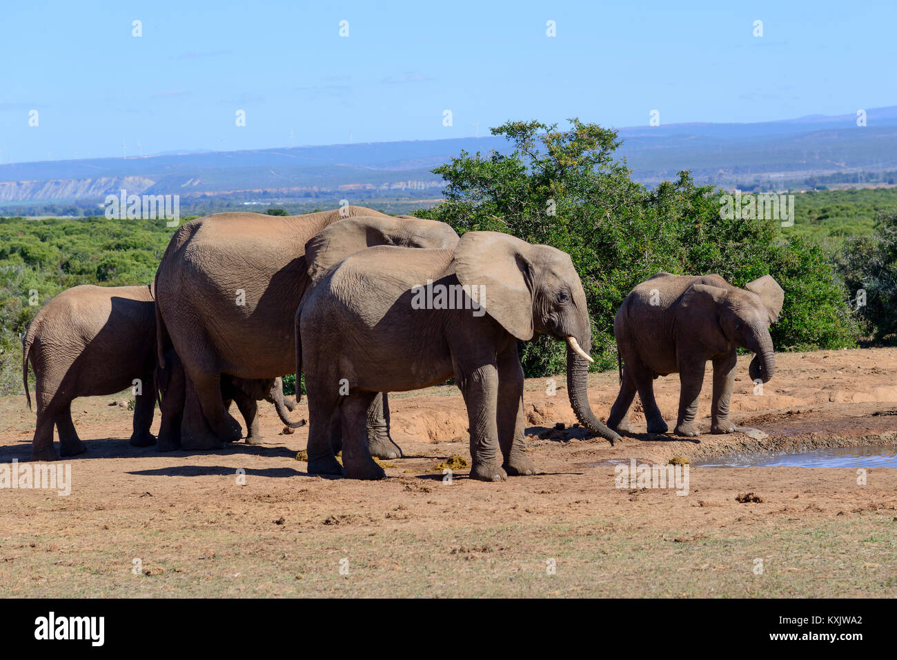 Afrikanischen Busch Elefanten, Herde von Elefanten, Loxodonta africana, Südafrika, Porth Elizabeth, Addo Natinal Park Stockfoto