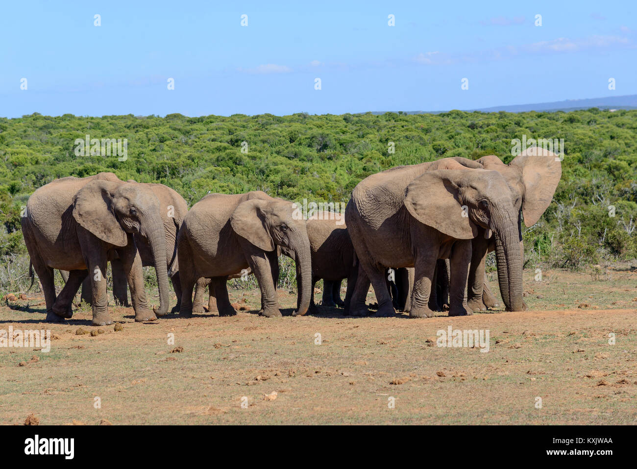 Afrikanischen Busch Elefanten, Herde von Elefanten, Loxodonta africana, Südafrika, Porth Elizabeth, Addo Natinal Park Stockfoto