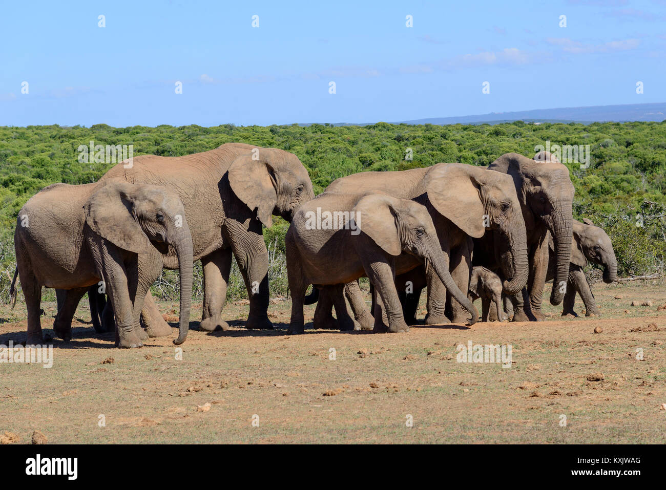 Afrikanischen Busch Elefanten, Herde von Elefanten, Loxodonta africana, Südafrika, Porth Elizabeth, Addo Natinal Park Stockfoto