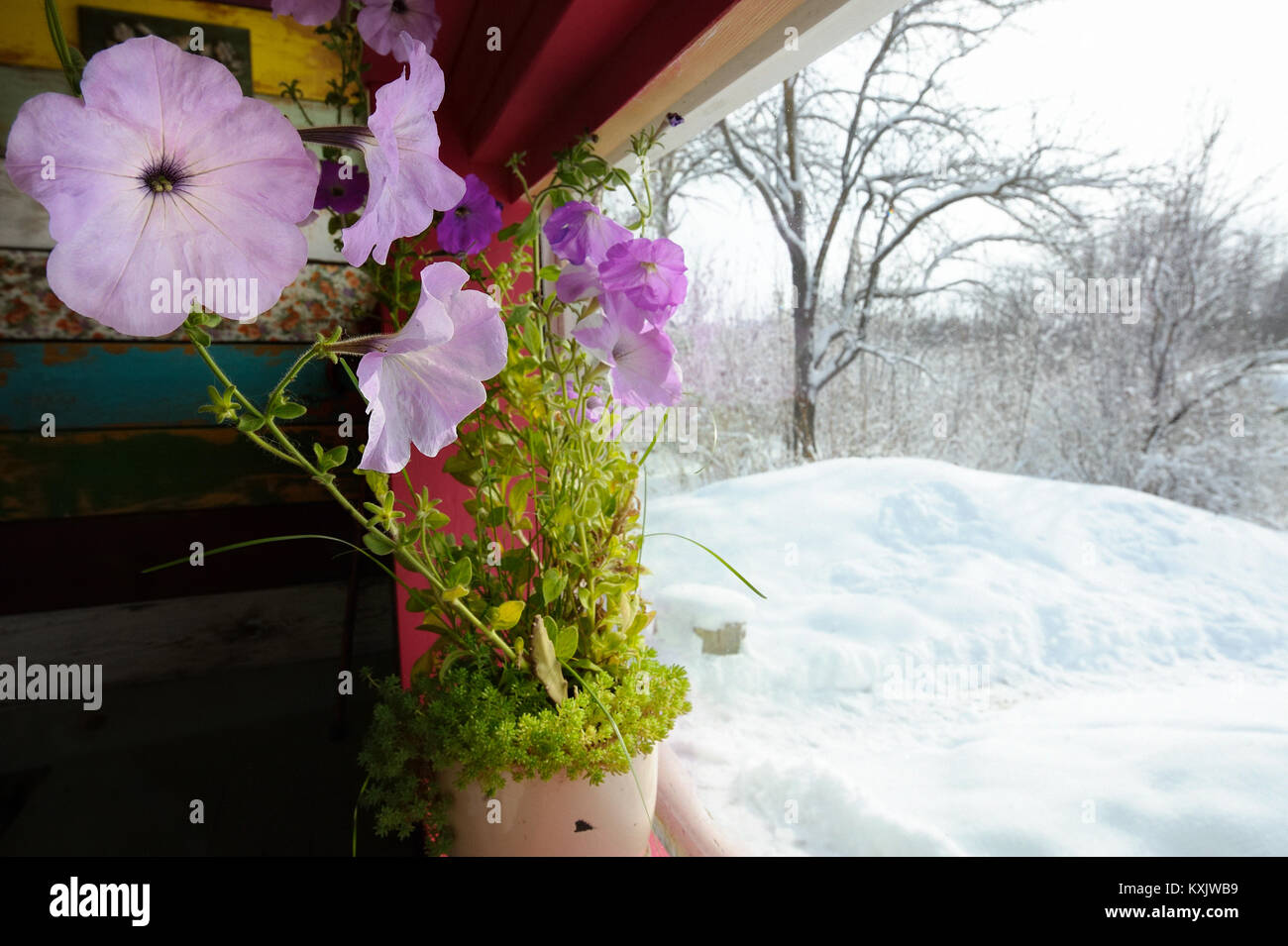 Ein Fenster mit Blumen im Winter Stockfoto