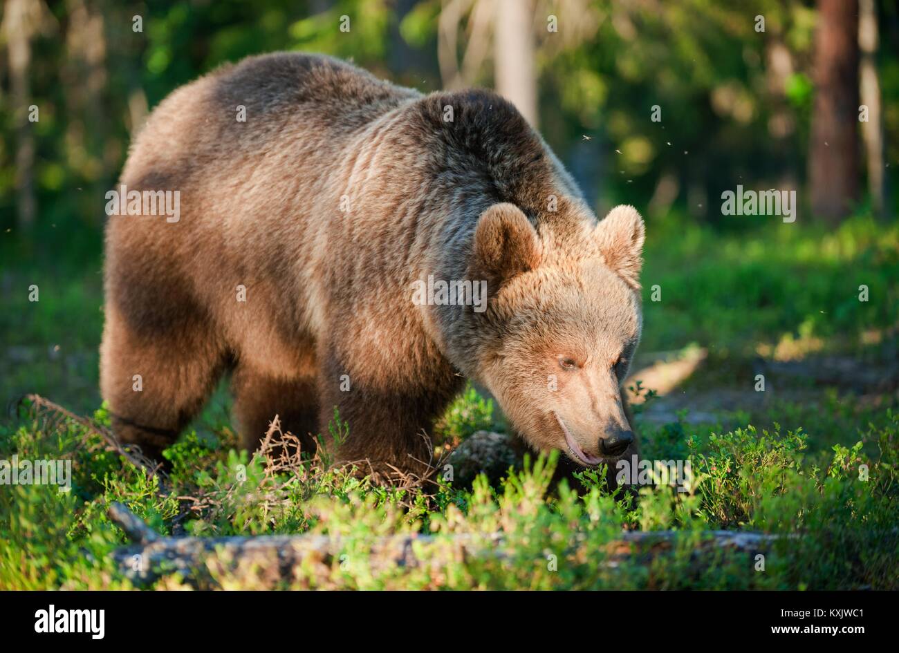 Wilde Braunbär (Ursus arctos) im Sommer Wald Stockfoto