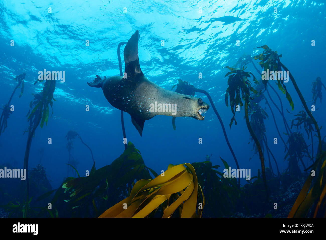 South African fur seal Baden zwischen Algen, Arctocephalus pusillus pusillus, False Bay, Simons Town, South Afrika, Indischer Ozean Stockfoto