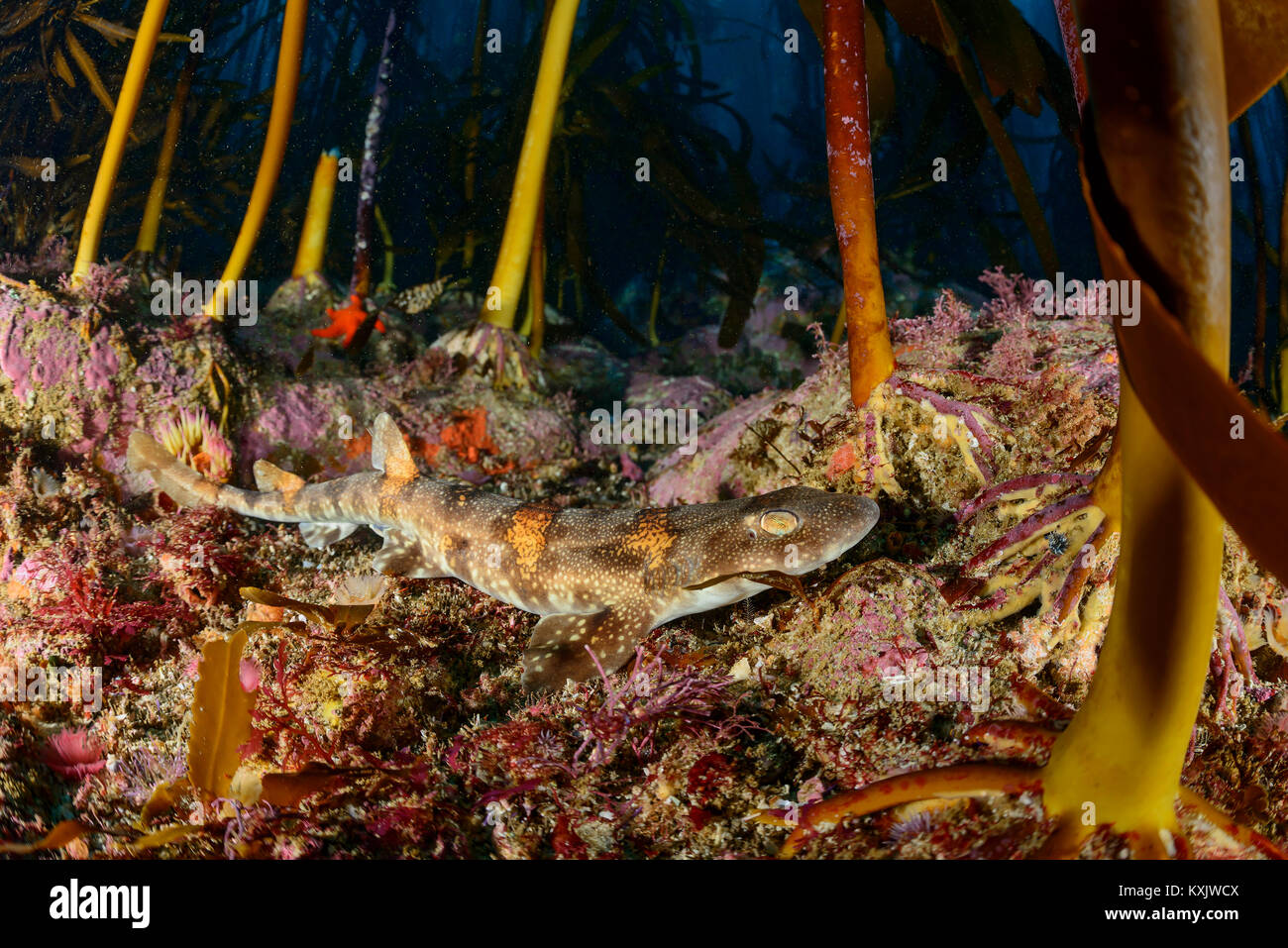 Puffadder shyshark, Haploblepharus edwardsii, False Bay, Simons Town, South Afrika, Indischer Ozean Stockfoto