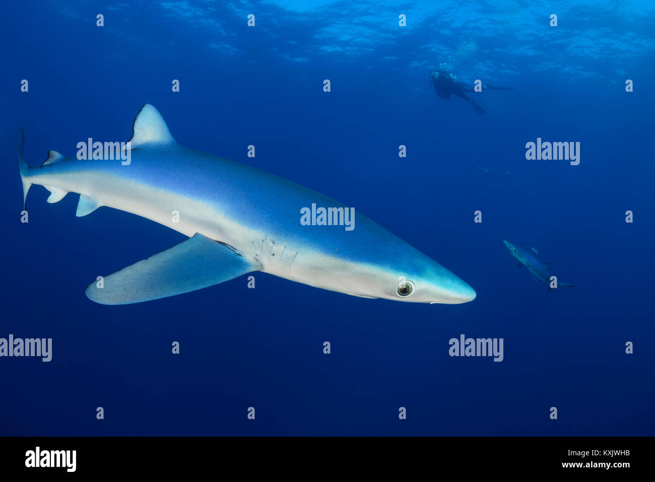 Blue Shark und Scuba Diver, Prionace Hastata, Kap der Guten Hoffnung, Südafrika, offshore im Atlantik Stockfoto