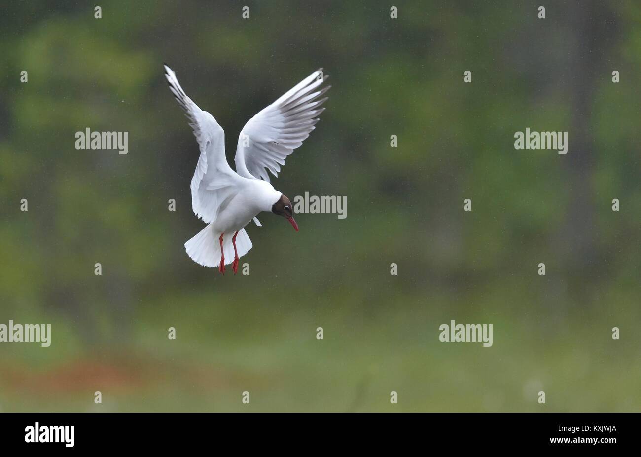 Lachmöwe (Larus ridibundus) im Flug auf der grünen Natur Hintergrund Stockfoto