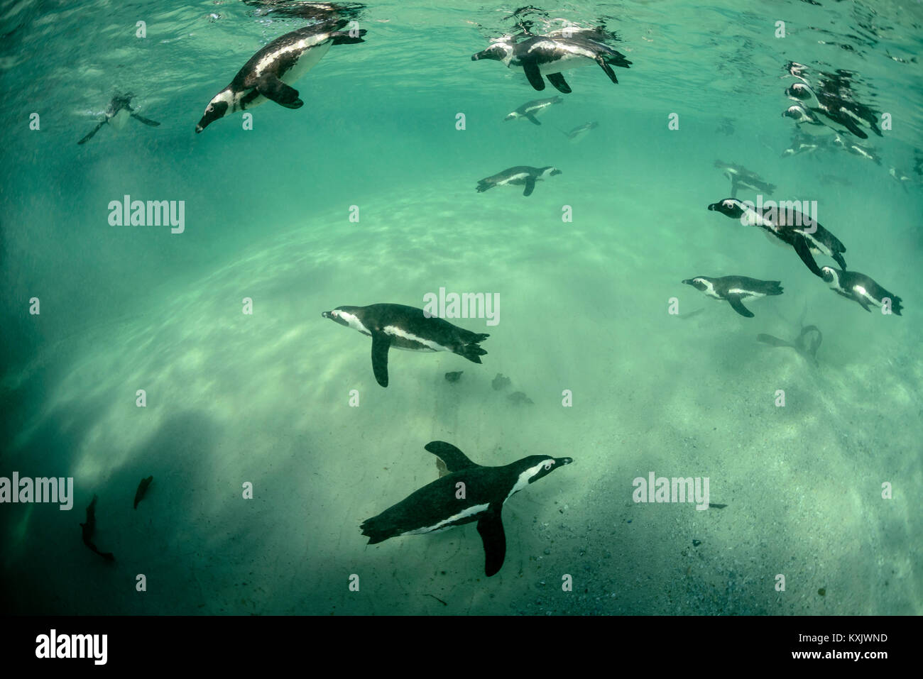 Afrikanische penguis Tauchen Unterwasser, Spheniscus demersus, Boulders Beach oder Boulders Bay, Simons Town, South Afrika, Indischer Ozean Stockfoto