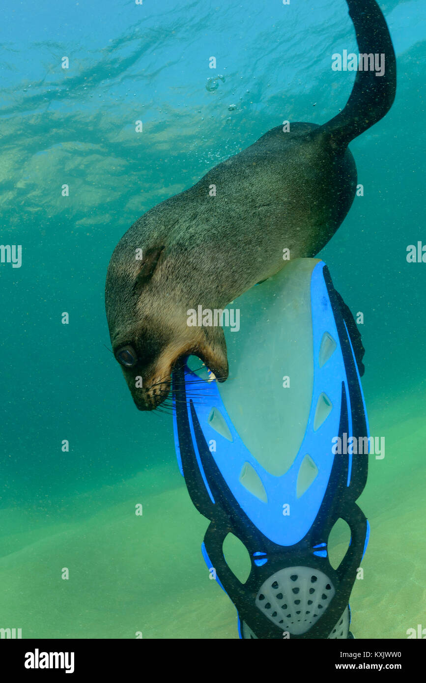 South African fur Seal in fin Scuba Diver beißen, Arctocephalus pusillus pusillus, Südafrika Plettenberg Bay, Indischer Ozean Stockfoto
