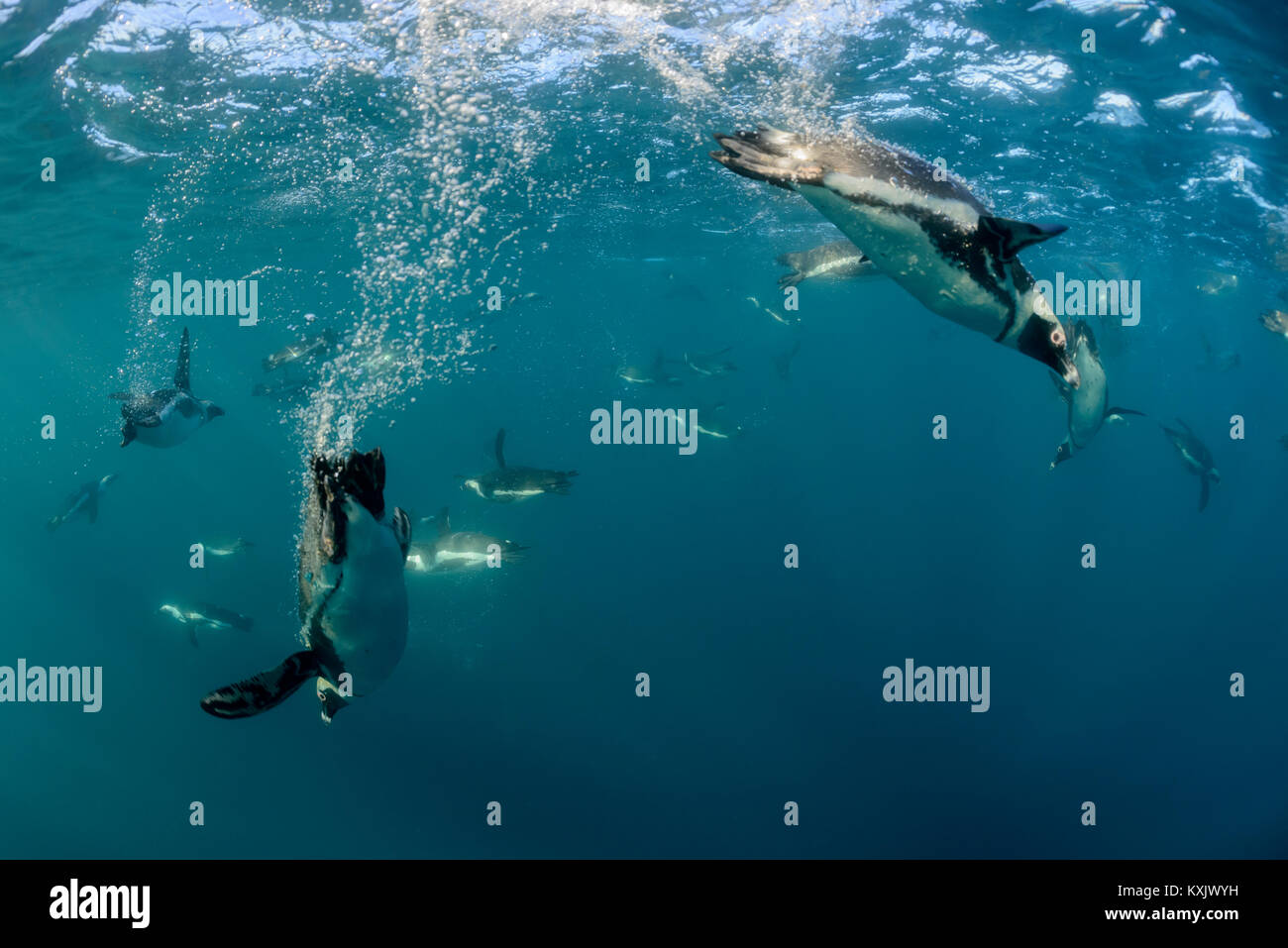 Afrikanische Pinguine Spheniscus demersus Tauchen Unterwasser,, Porth Elizabeth, St Croix Island, der Algoa Bay, Nelson Mandela Bay, Südafrika, Indischer Ozean Stockfoto