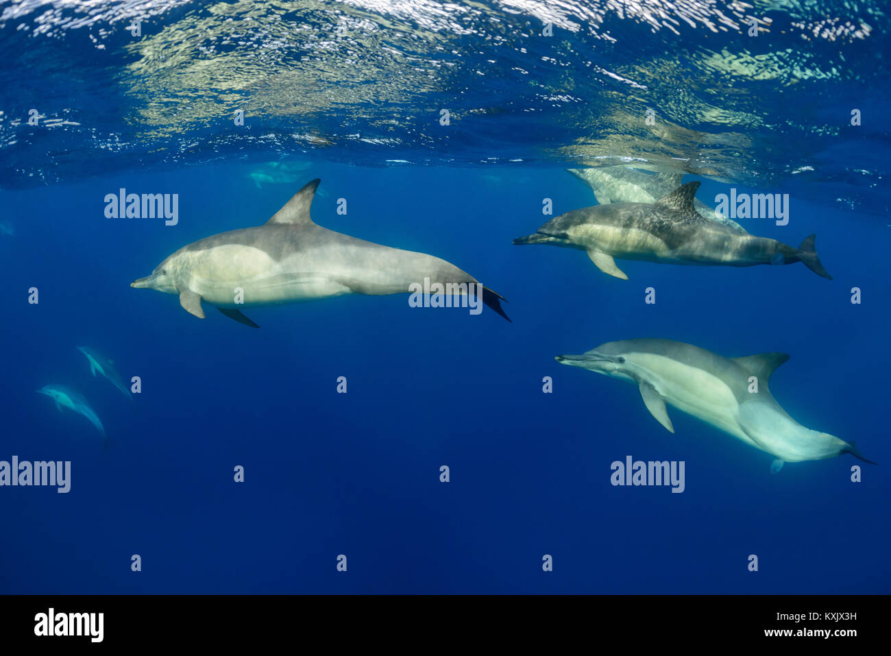Langschnabeldelfin, Delfinschule, Delphinus capensi, Porth Elizabeth, Algoa Bay, Nelson Mandela Bay, Südafrika, Indischer Ozean Stockfoto