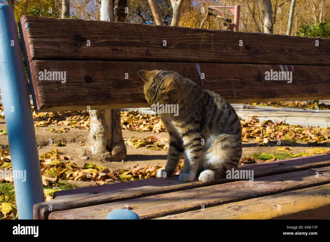 Süße Katze im Park Stockfoto