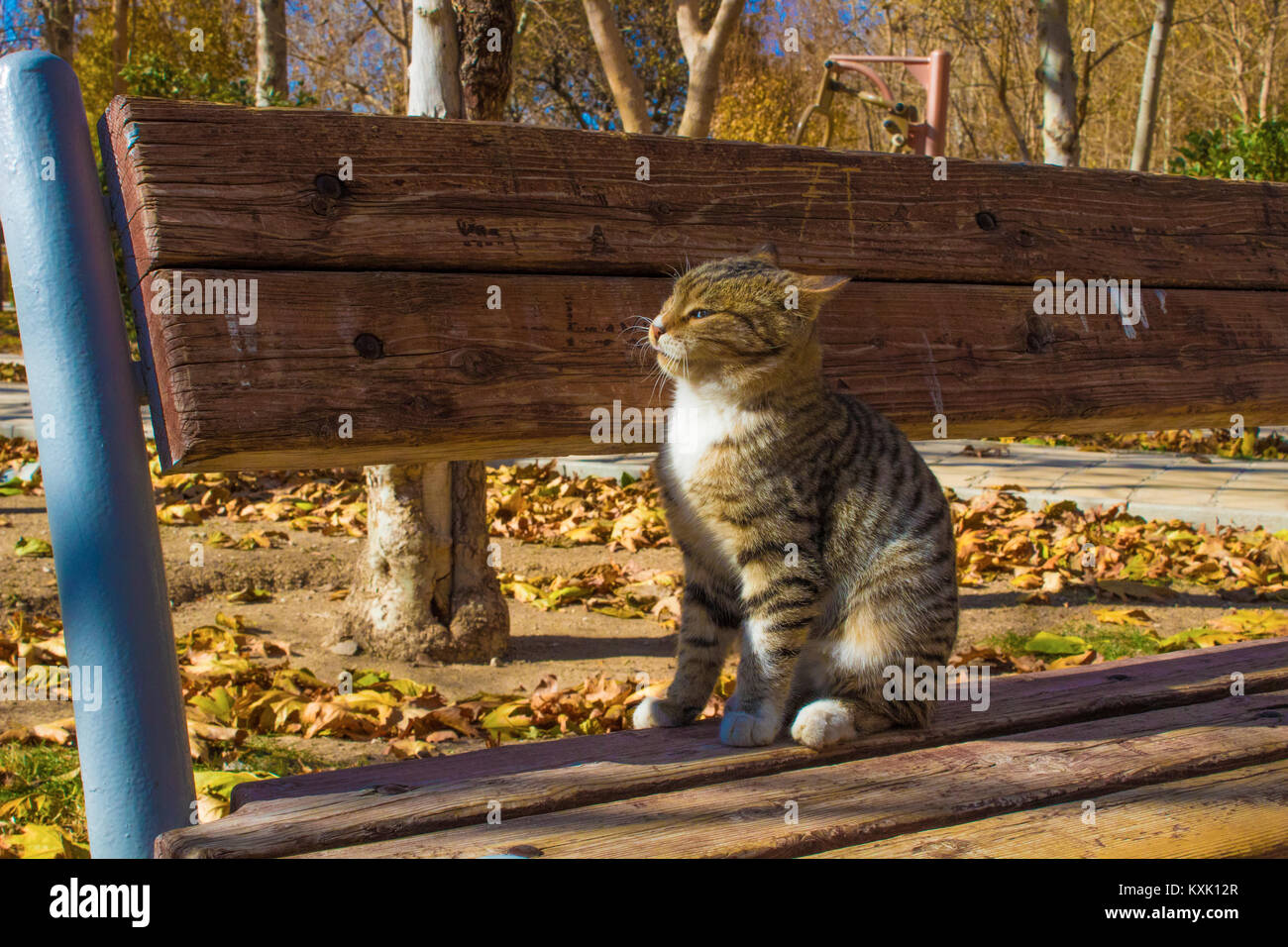 Süße Katze im Park schlafen unter der Sonne Stockfoto