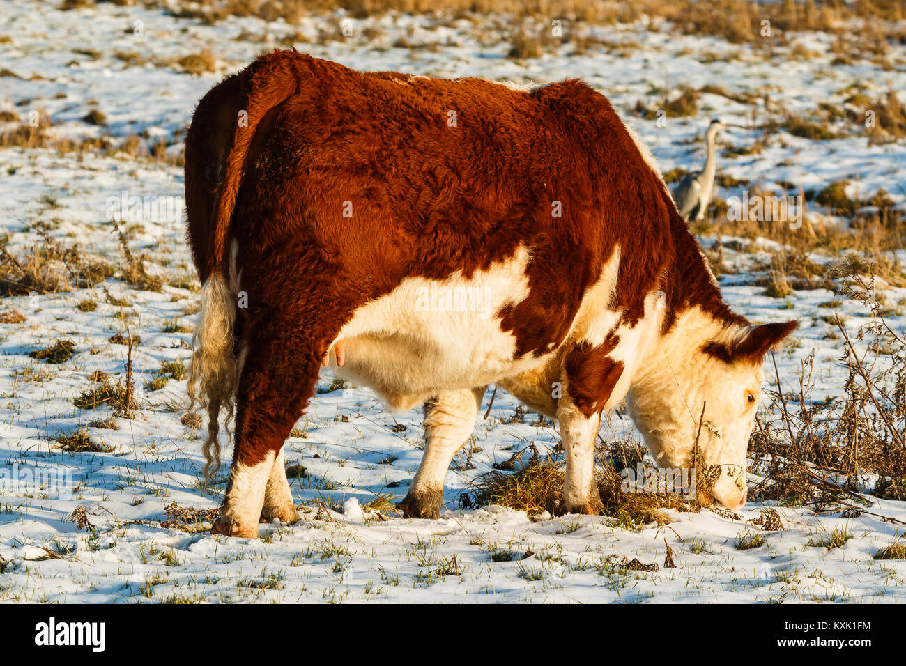 In der Nähe von Scottish Highland Rinder im Winter auf der Suche nach Gras Stockfoto