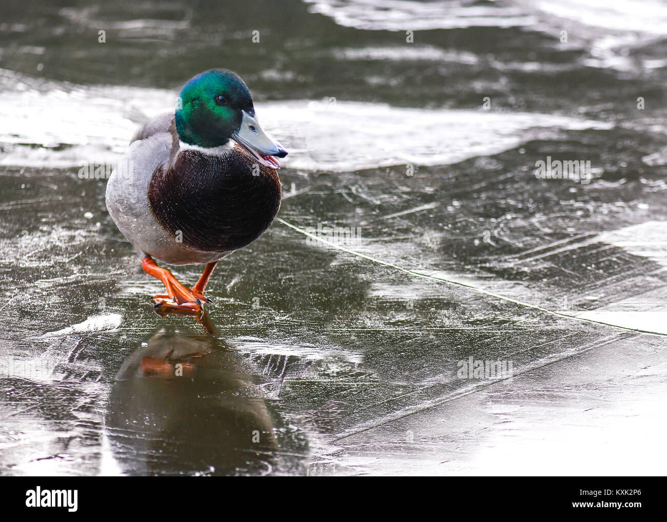 Duck auf einem zugefrorenen Teich ein Konzept der sehr kalt schlechtes Wetter Eis Hintergrund, Kopieren und Platz für Text Stockfoto