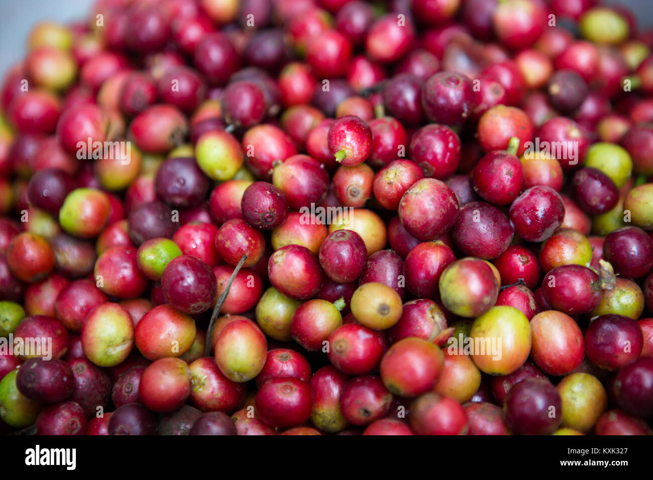 Frisch Kaffeekirschen abgeholt Stockfoto