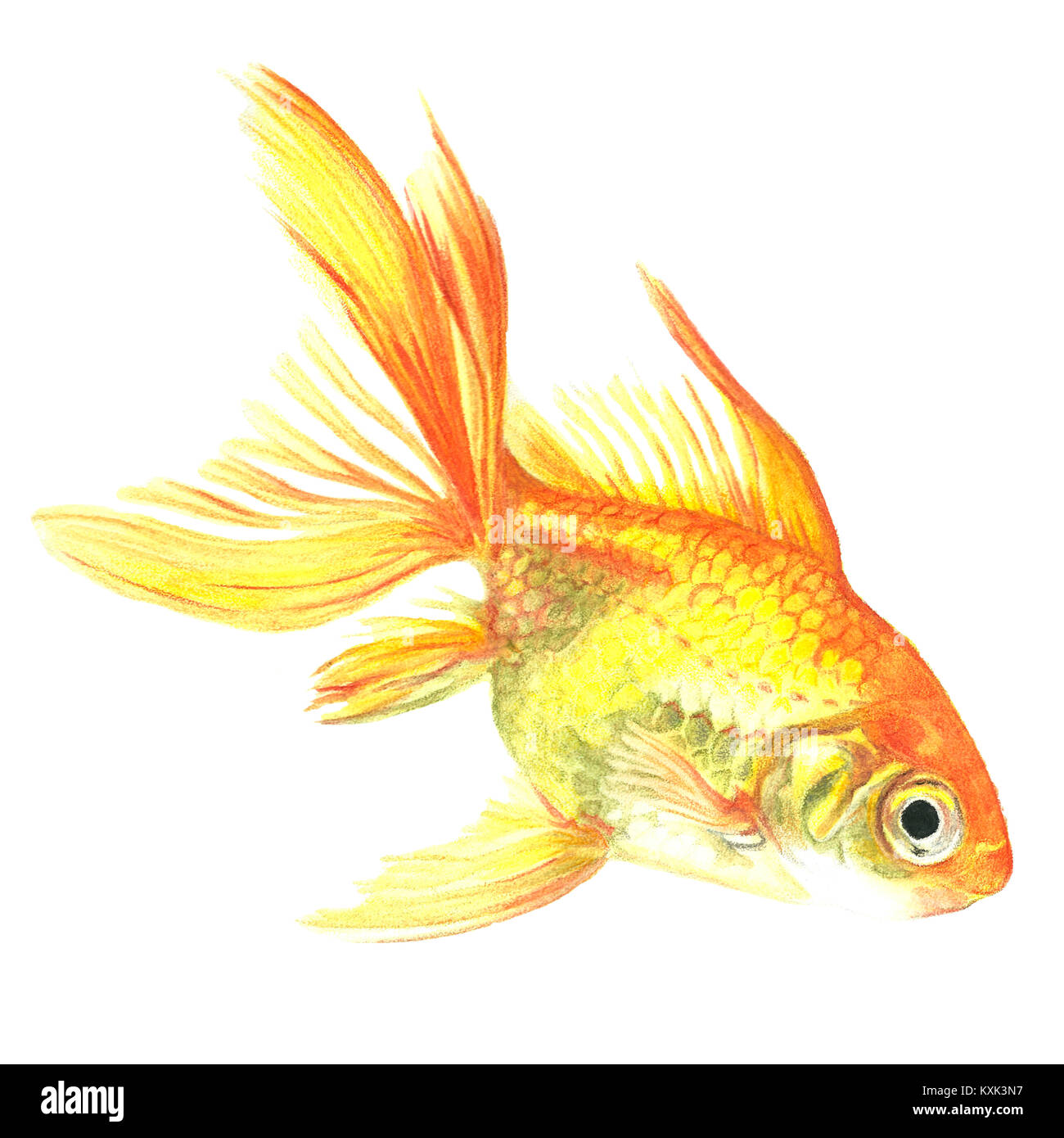 Aquarell Hand gezeichnet tropische Fische auf weißem Hintergrund