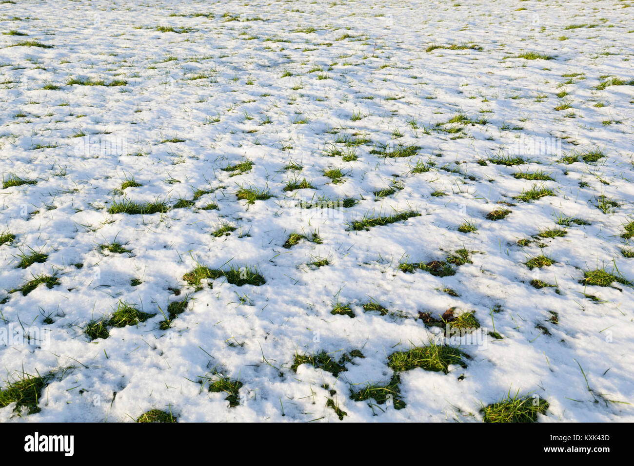 Schmelzender Schnee mit grünem Gras Patches durch Herumstochern, Gloucestershire, England, Vereinigtes Königreich, Europa Stockfoto