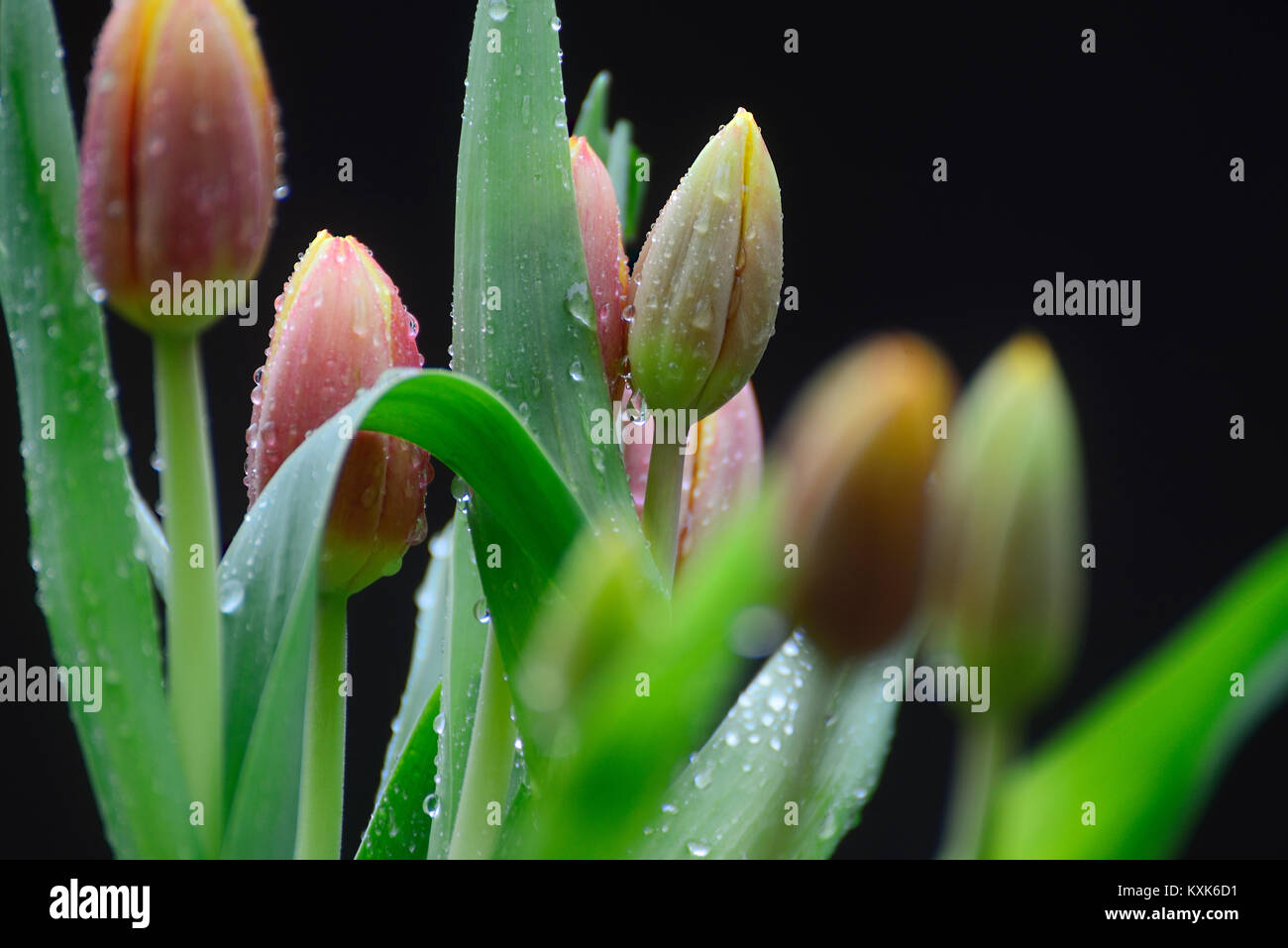 Tulpen bei Regen, Landkreis Koblenz Dannenberg, Wendland: Deutschland, Niedersachsen, (c) J. A. Fischer Stockfoto